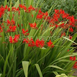 abbotsford-crocosmia-lucifer
