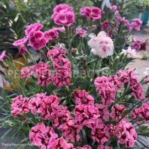abbotsford-dianthus-3-dans-1-pot-deco