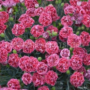 abbotsford-dianthus-cherry-vanilla