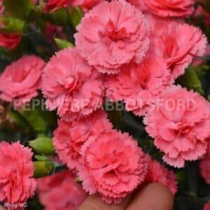 abbotsford-dianthus-classic-coral