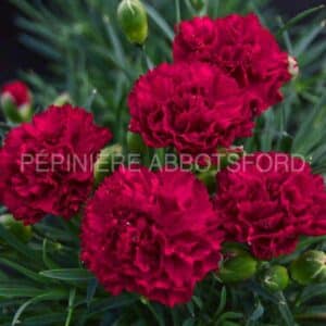 abbotsford-dianthus-cranberry-cocktail