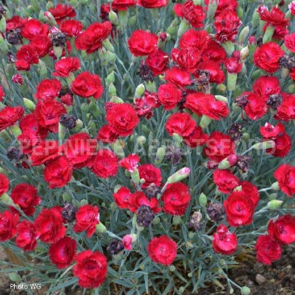 abbotsford-dianthus-electric-red