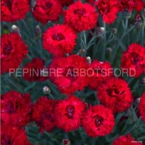 abbotsford-dianthus-maraschino