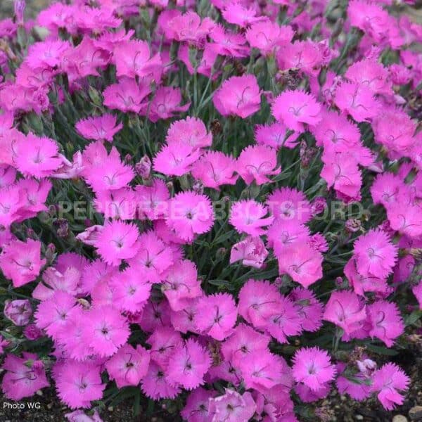 abbotsford-dianthus-paint-the-town-fuchsia