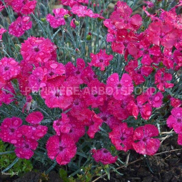 abbotsford-dianthus-paint-the-town-magenta