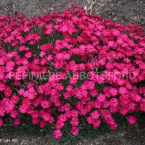 abbotsford-dianthus-paint-the-town-red