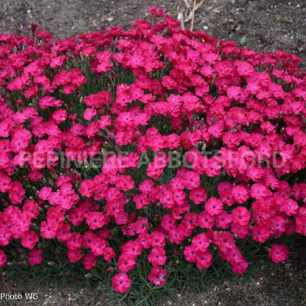 abbotsford-dianthus-paint-the-town-red
