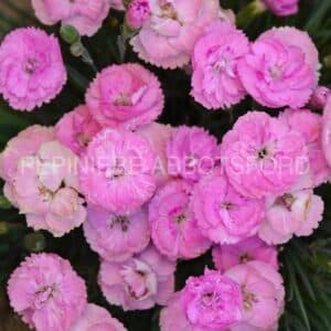 abbotsford-dianthus-sweetie-pie