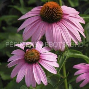 abbotsford-echinacea-magnus-magenta