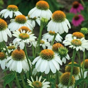 abbotsford-echinacea-powwow-white