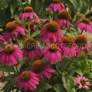 abbotsford-echinacea-powwow-wild-berry