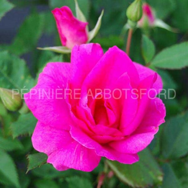 abbotsford-felix-leclerc-rose