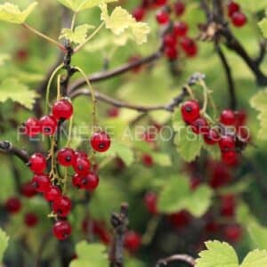 abbotsford-gadelier-red-lake