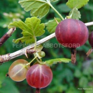 abbotsford-groseil-welcome