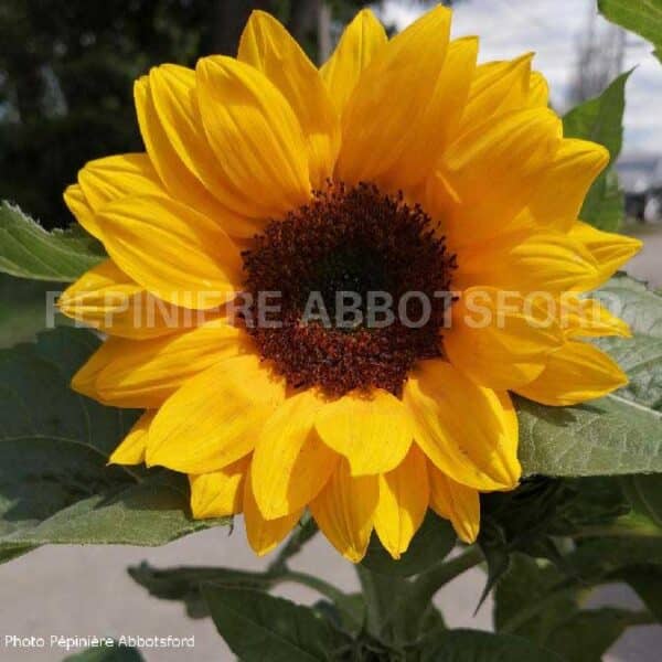 abbotsford-helianthus-smiley