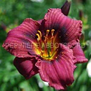 abbotsford-hemerocallis-purple-de-oro