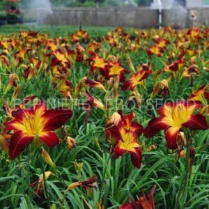 abbotsford-hemerocallis-ruby-spider