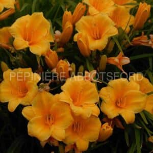 abbotsford-hemerocallis-stella-de-oro