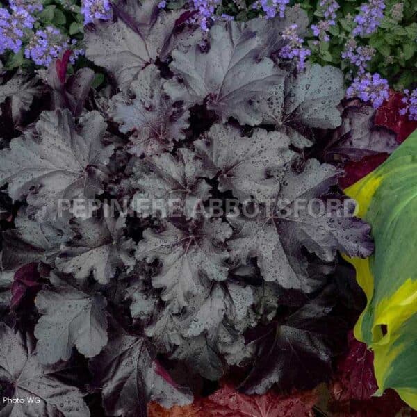 abbotsford-heuchera-black-pearl-feuil-noir