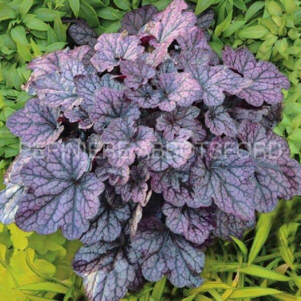 abbotsford-heuchera-grape-expectation