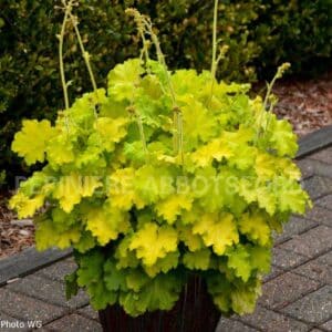 abbotsford-heuchera-lemon-love