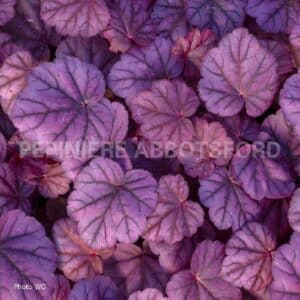 abbotsford-heuchera-pink-panther
