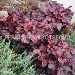 abbotsford-heuchera-red-dragon