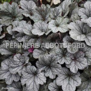 abbotsford-heuchera-smoke-and-mirrors