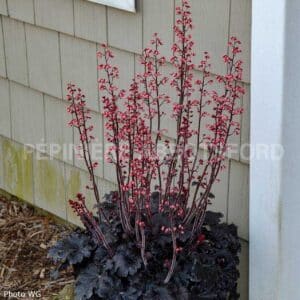 abbotsford-heuchera-timeless-night