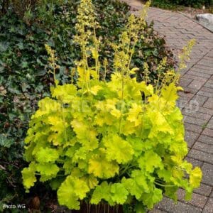 abbotsford-heuchera-twist-of-lime