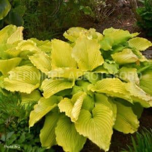 abbotsford-hosta-coast