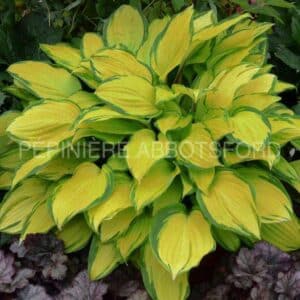 abbotsford-hosta-island-breeze