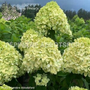 abbotsford-hydrangea-amigo-precioso