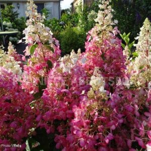 abbotsford-hydrangea-candelabra