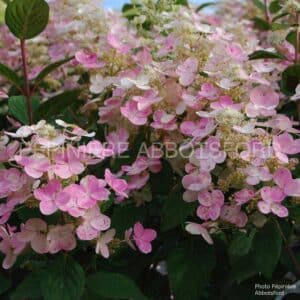 abbotsford-hydrangea-quick-fire-tige