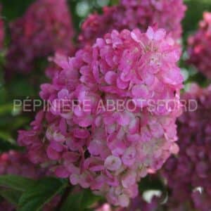 abbotsford-hydrangea-sundae-fraise