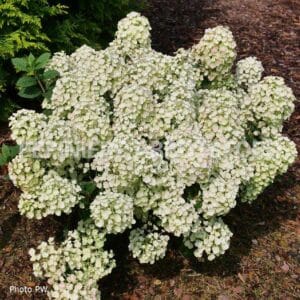 abbotsford-hydrangea-tiny-quick-fire