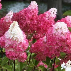 abbotsford-hydrangea-vanille-fraise