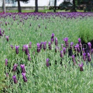 abbotsford-lavandula-anouk-tige