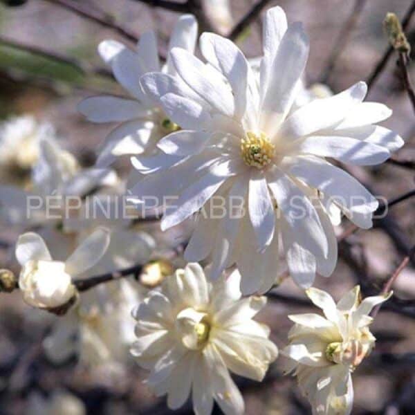 abbotsford-magnolia-royal-star