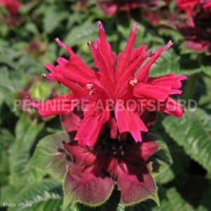 abbotsford-monarda-fireball