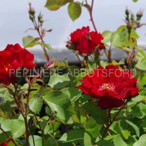 abbotsford-nicolas-ex-rouge-vif