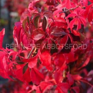 abbotsford-parthenocissus-engelmannii