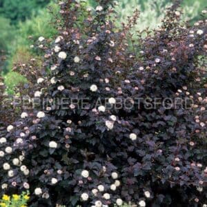 abbotsford-physoc-diabolo