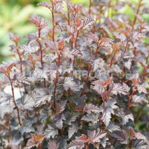 abbotsford-physoc-summer-wine-black