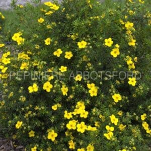 abbotsford-potent-goldfinger