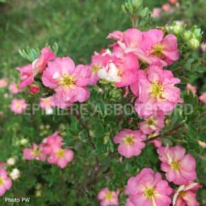 abbotsford-potent-happy-face-hearts