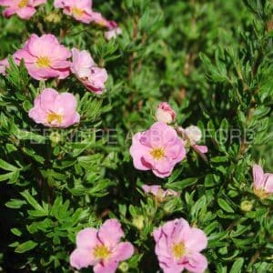 abbotsford-potent-pink-beauty