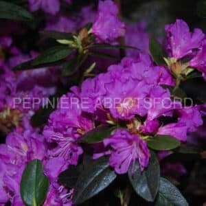 abbotsford-rhodo-pjm