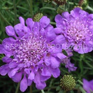 abbotsford-scabiosa-butterfly-blue